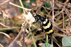 橫紋芫菁 橫紋芫菁