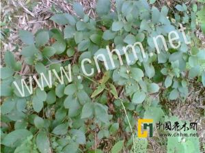 微毛越南山礬 微毛越南山礬