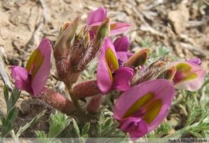 乾淨杜鵑 乾淨杜鵑