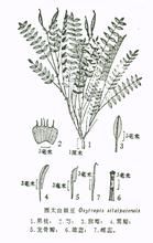 西太白棘豆 西太白棘豆