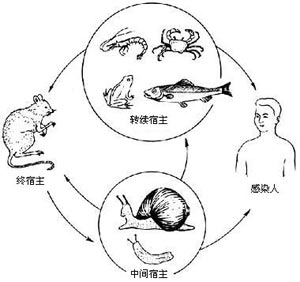 淋巴細胞脈絡叢腦膜炎