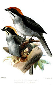 白頸藪雀 白頸藪雀