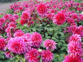 甘肅大麗花 甘肅大麗花