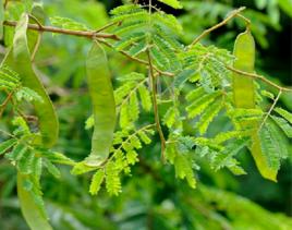 鴨皂樹根 鴨皂樹根