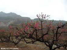 桃花山