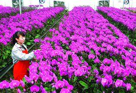 黃良街道 黃良街道