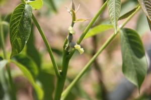 綠嶺核桃 綠嶺核桃