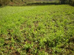 關財山村豌豆種植