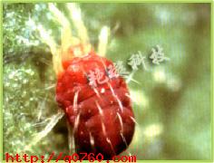 百日草神澤氏葉蟎