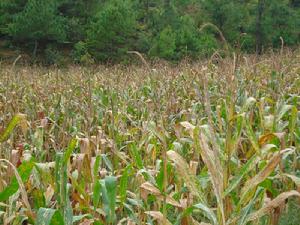 大塘子自然村玉米地