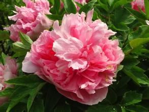 玫瑰(群芳譜) 玫瑰(群芳譜)