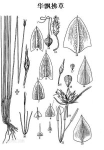 華飄拂草 華飄拂草