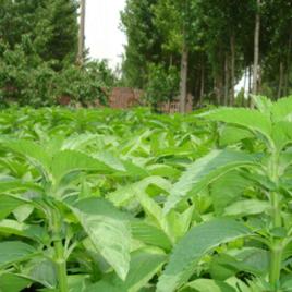 鳳泉薄荷 鳳泉薄荷