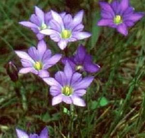 瓦山龍膽 瓦山龍膽