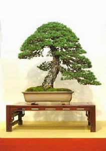 日本盆景 日本盆景