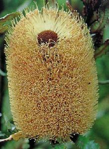 澳南平原班克木