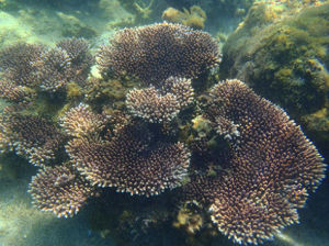 桌形軸孔珊瑚