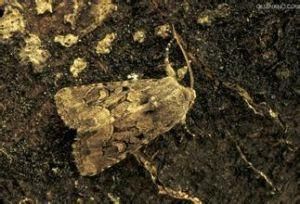 白線尖須夜蛾 白線尖須夜蛾