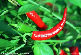 辣椒指數 辣椒指數