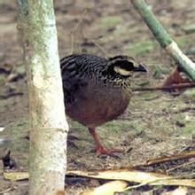 白頰山鷓鴣 白頰山鷓鴣