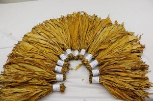 三明翠碧一號烤菸 三明翠碧一號烤菸