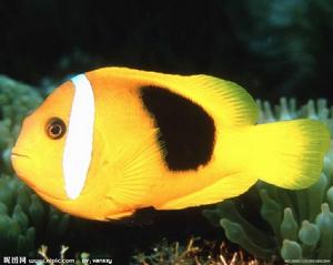 小丑魚[鱸形目雀鯛科海葵亞科魚類俗稱]