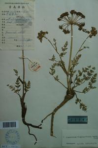 草甸藁本 草甸藁本