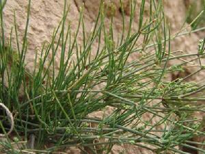 麻黃[麻黃目麻黃科植物]