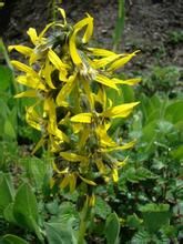 黃毛帚橐吾 黃毛帚橐吾