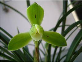 宋梅[春蘭品種]