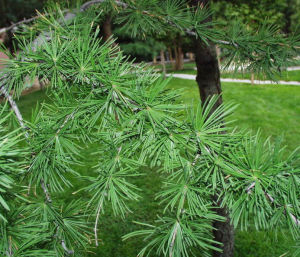 美國西部落葉松 美國西部落葉松