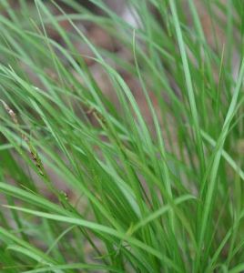 澇峪薹草 澇峪薹草