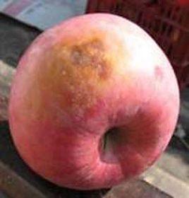 蘋果日灼病 蘋果日灼病