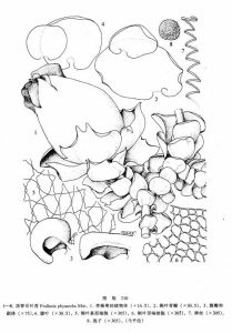 頂脊耳葉苔 頂脊耳葉苔