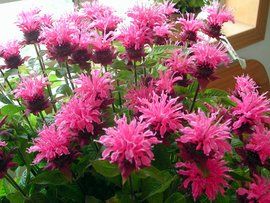 美國薄荷 美國薄荷