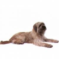 加泰隆牧羊犬 加泰隆牧羊犬