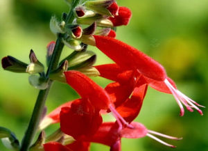 近掌脈鼠尾草 近掌脈鼠尾草