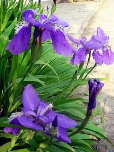 齒緣紅門蘭 齒緣紅門蘭