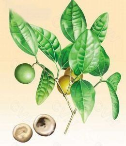 制馬錢子 制馬錢子