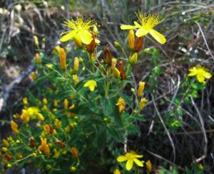 玉山金絲桃 玉山金絲桃