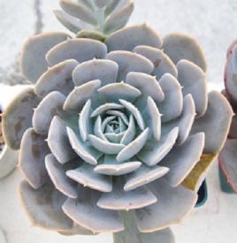 魯氏石蓮花 魯氏石蓮花