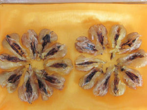 蛤士蟆油 蛤士蟆油