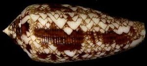 紋身芋螺 紋身芋螺