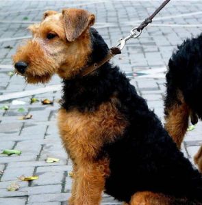 Airedale Terrier