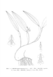 流蘇金石斛 流蘇金石斛