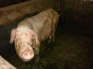 攏保一自然村-生豬養殖