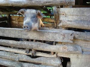 伍里村農村經濟-養殖