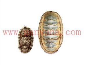 花斑石鱉 花斑石鱉