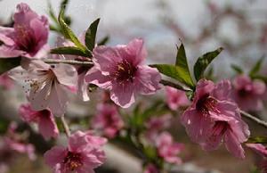 平谷桃花節 平谷桃花節