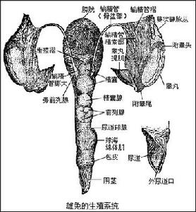 泌尿道感染